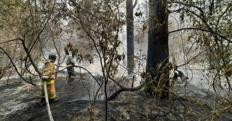 Абай облысында өртенген ағашты өңдеу зауыты салынады – министр