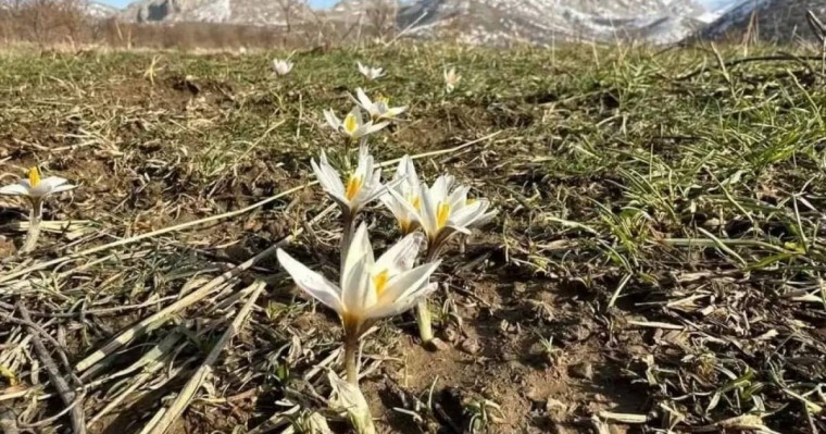 Түркістан облысында бәйшешек бүр жарды