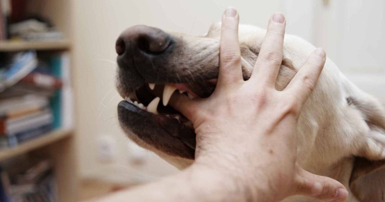 11 жастағы бала қарындасын қабаған иттен қорғап қалды