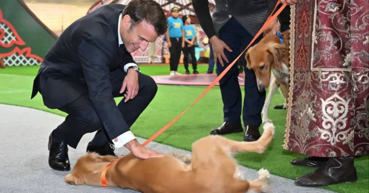 Тоқаев Макронға сыйлаған тазы күшіктеріне Жюль және Жанна деген есім берілді