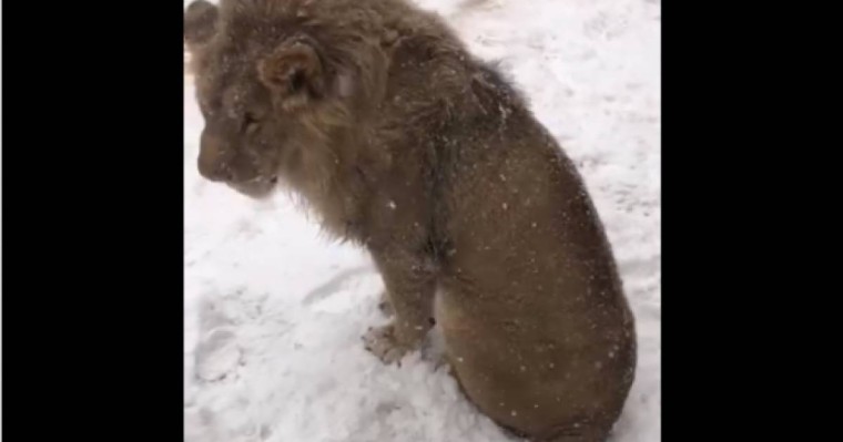 Қаңғып жүрген арыстан Алматы тұрғындарын шошытты