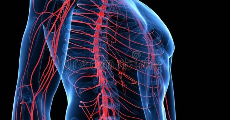 Нерв жүйесіне жалпы шолу