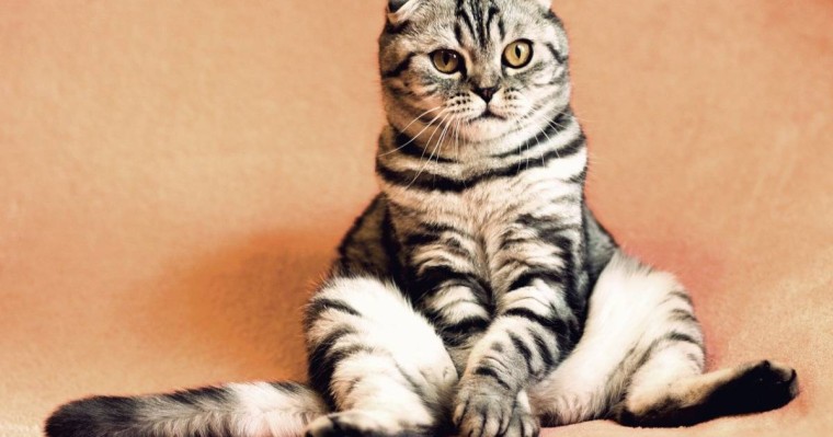 Қарағандыда 60 мың теңгеге мысық сатып алмақ болған әйел алданып қалды