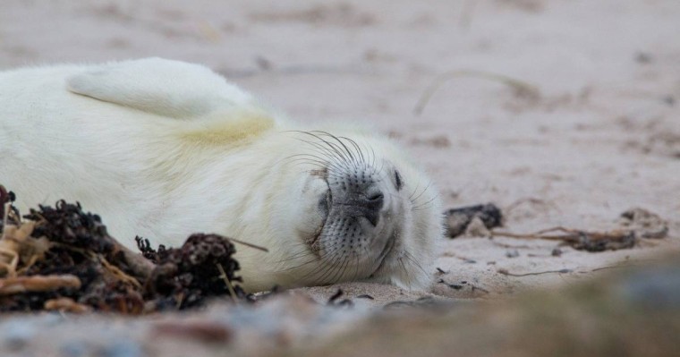 Каспий теңізінің түркімен жағалауларында жүздеген итбалық пен мыңдаған балық қырылып қалды