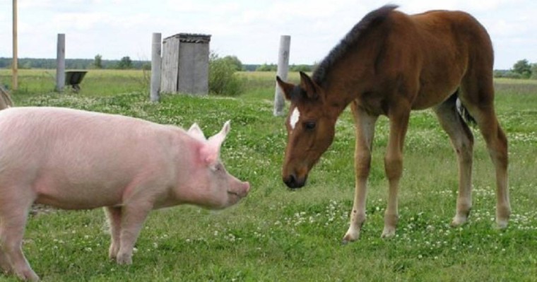 Шошқадан шыққан дау: Министрлік түсініктеме берді