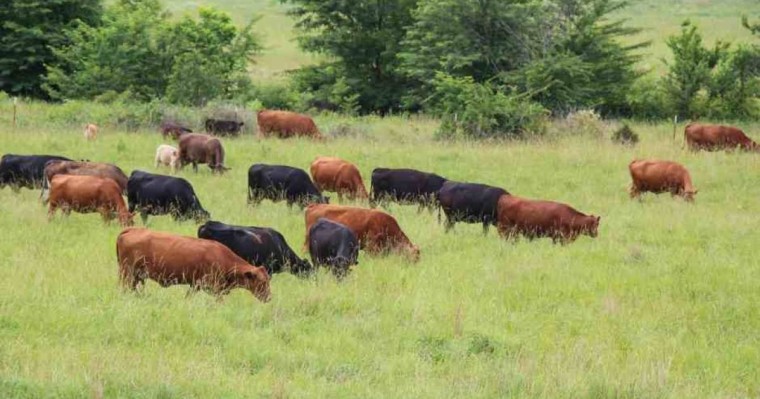 Мал жаятын жайылым таппай жүргендерге енді арнайы "жайылым билеті" берілуі мүмкін