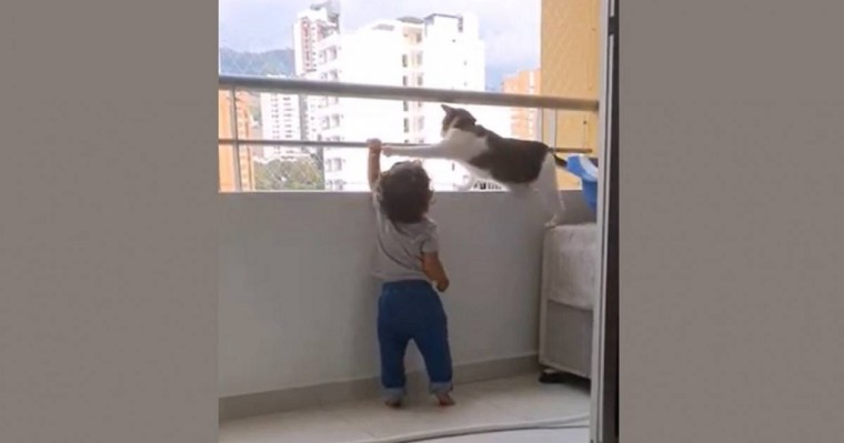 Бүлдіршінді өлімнен аман алып қалған мысық жұртты сүйсіндірді (видео)