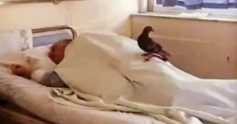 Туыстары іздемеген. Науқасты екі күнде бір келіп "жұбатқан" кептер жүректерді елжіретті