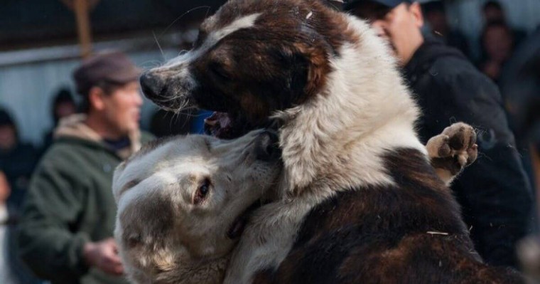 Интернетте Маңғыстауда иттердің қатыгездікпен төбелескені туралы видео пайда болды