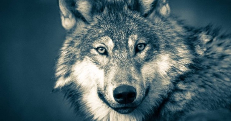 Намаз оқуына қасқыр себеп болған адам