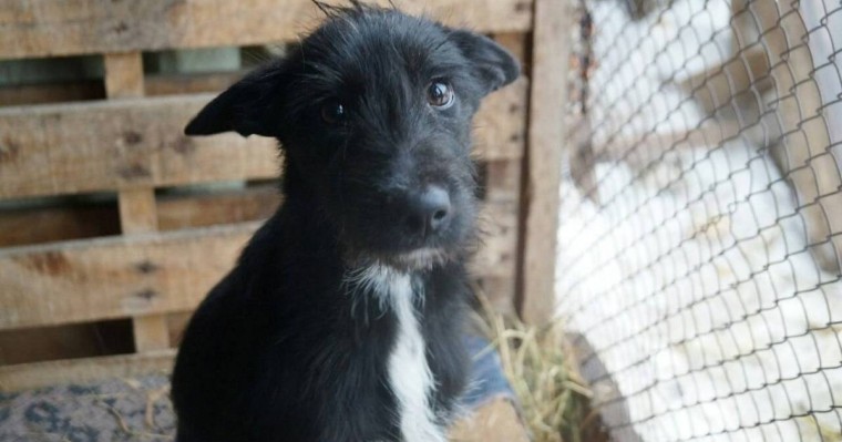 Қарағандылықтар коронавируспен ауырмас үшін ит етін жей бастады