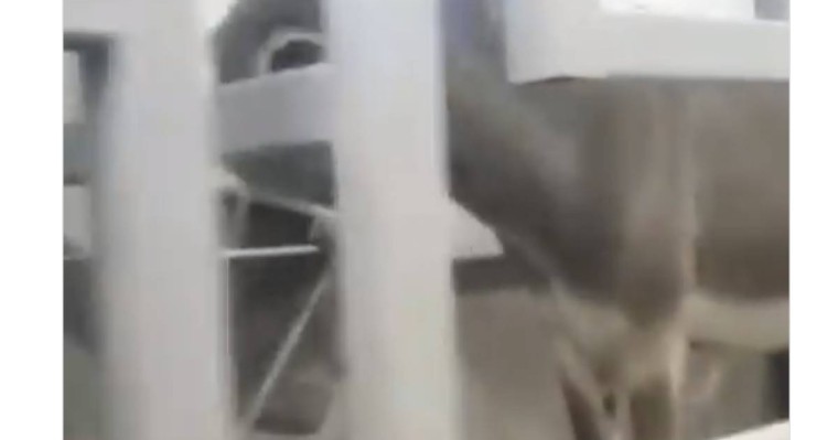 Есек сауғанды атам қазақ қайдан көрді: Желіде сұмдық видео пайда болды