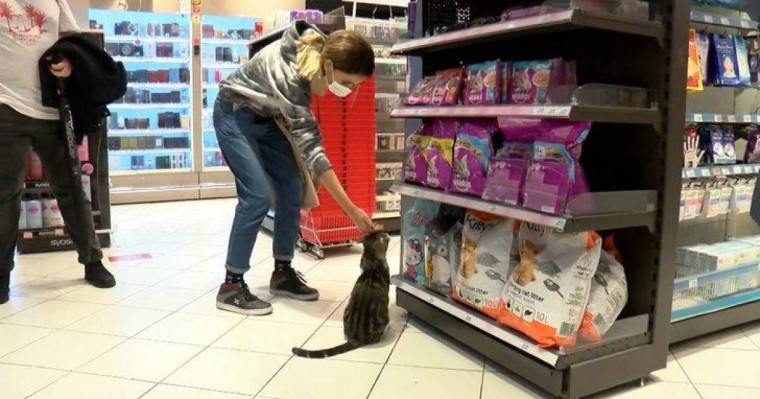 Алаяқ мысық адамдарды тұзағына түсіруде