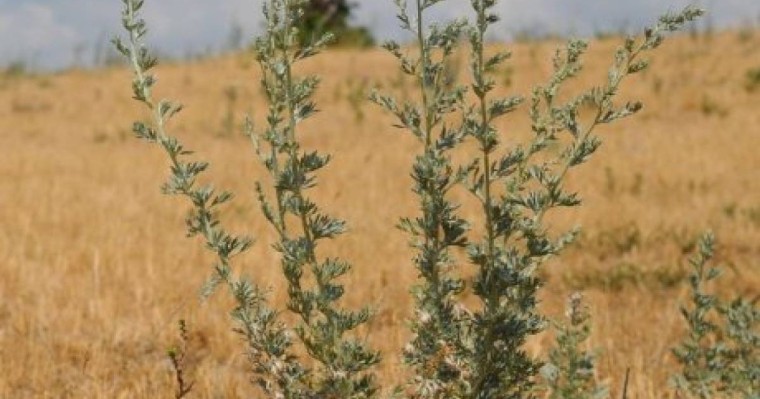 "Рактан айықтырды": ғалым жусанның емдік қасиеті туралы айтып берді