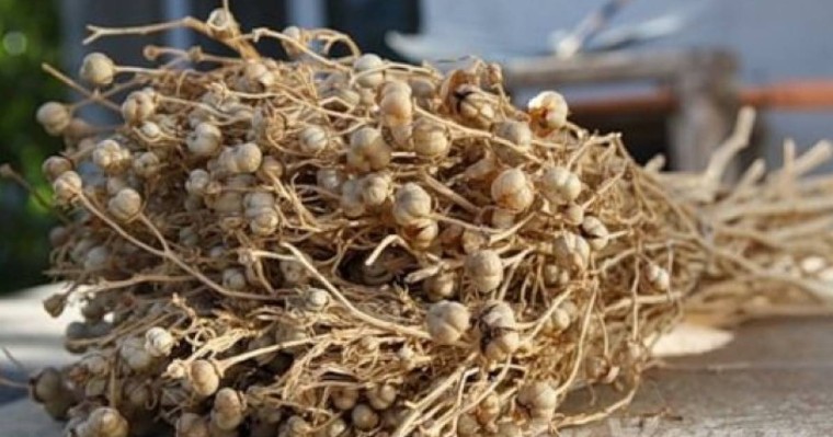 Адыраспан қандай ауруларға ем болады: Тек дәрет алып, ер адамдарға ғана жинауға рұқсат