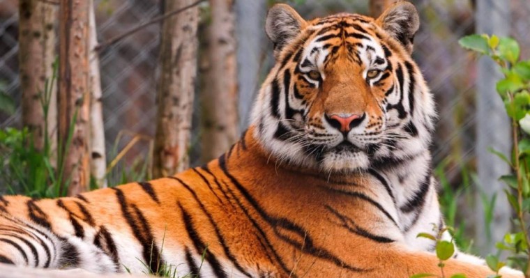 Ресейдің төрт жолбарысы Қазақстанға жіберіледі