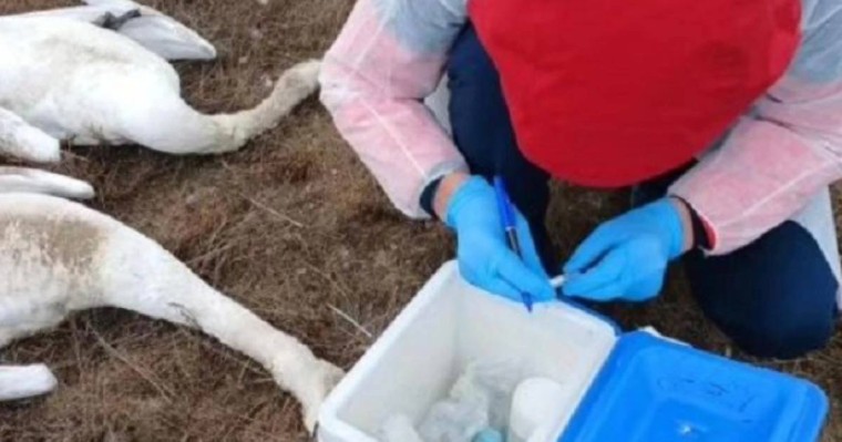 Маңғыстау облысында аққулардың жаппай қырылуы: Мамандар 227 құстың өлексесін тапты