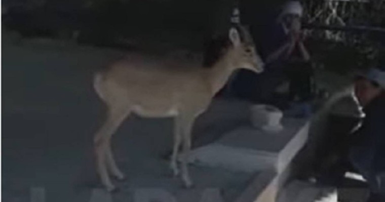 Қасиет қонған берекелі жер: Бекет-Ата мешітіне су ішуге келген аңдар видеоға түсіп қалды