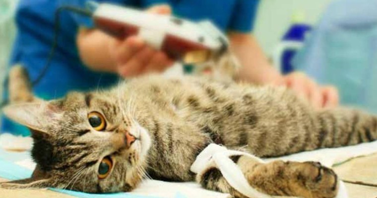 Вакцина алған үй жануарлары тегін «сүндеттеледі»