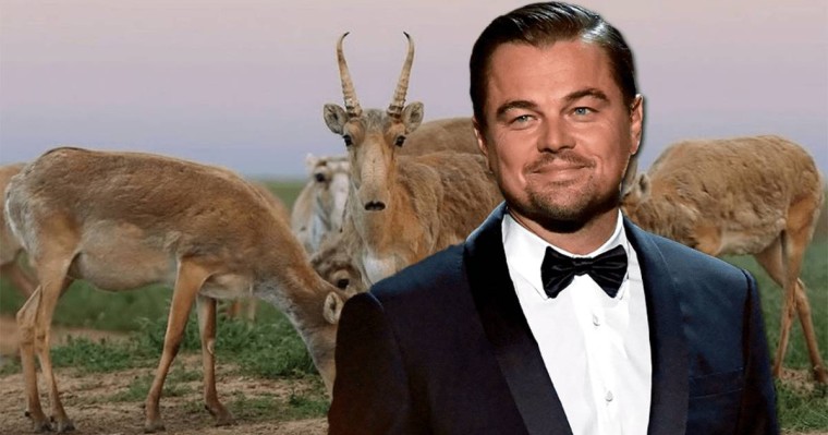 Ди Каприо Қазақстанда атылып жатқан киіктер туралы пост жазды