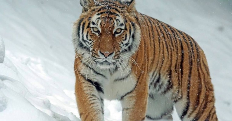 Экология министрлігі тұран жолбарысын көбейту үшін 1 млрд теңгеден астам қаржы сұрады