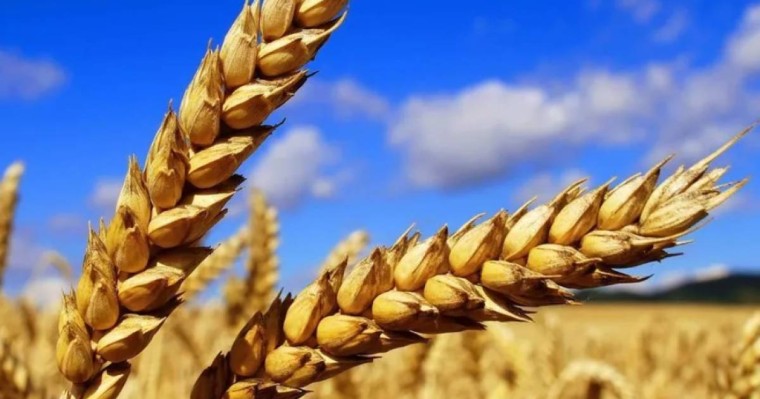 Тоқаев: Бидай мен мал сатып отыратын заман емес