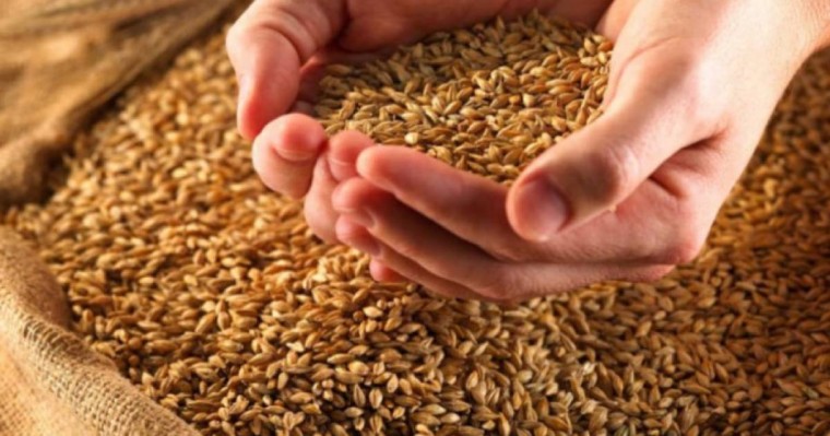 Биыл астық тапшылығынан шаруалар шығынға батуы мүмкін (Видео)