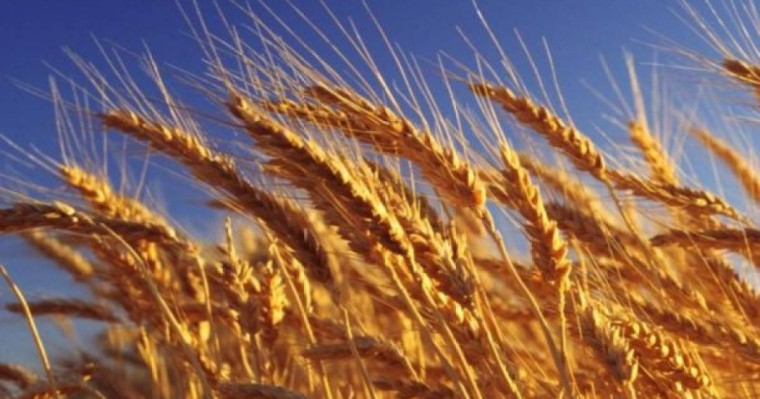 Қытайда аштық болуы мүмкін: Қазақ бидай экспортын ұлғайтады