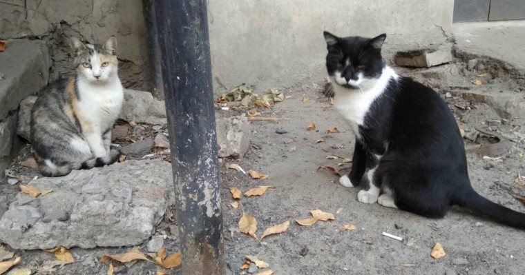 Алматы облысында мысықтарды тірідей өртеген (ВИДЕО)