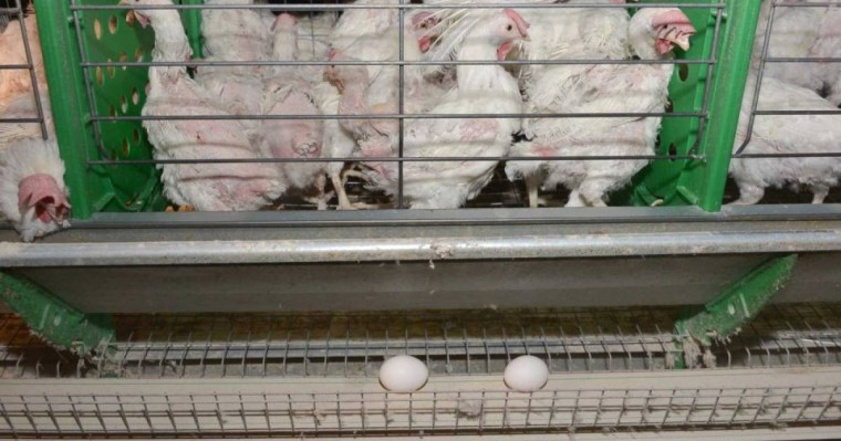 Құс тұмауы адамға жұға ма: ресми өкіл жауап берді