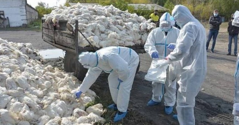 "Үлкен трагедия". СҚО-да құс тұмауынан бір тәулікте 180 мың тауық қырылып қалды