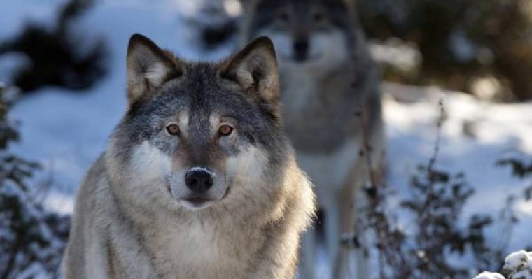 Көкжал деген не?