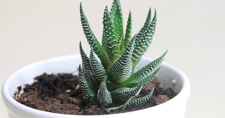 Алоэ өсімдігі туралы ғылыми жоба - ерекшелігі және емдік қасиеті