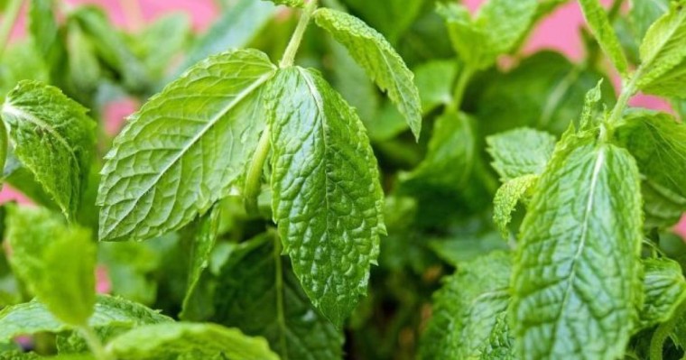 Емдік өсімдіктер туралы Ғылыми жоба жұмыс