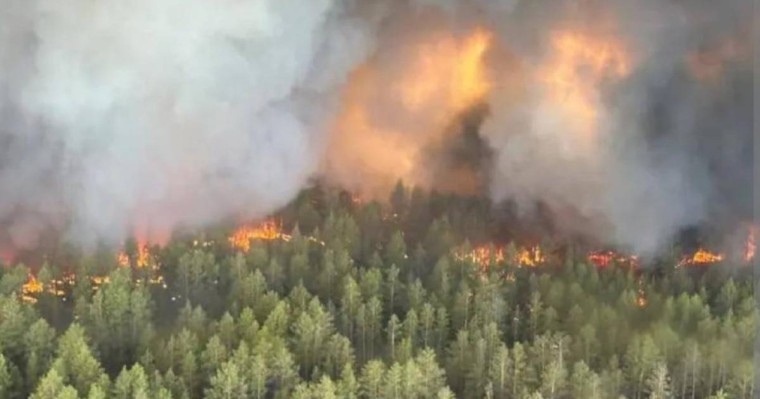 "Семей орманы" резерватындағы адам өлімі: күдікті екі адам ұсталды