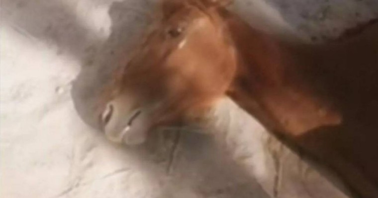 «Жануар да жылайды»: Маңғыстаудағы «жұттан» қатты ашыққан жылқының жылаған видеосы тарады