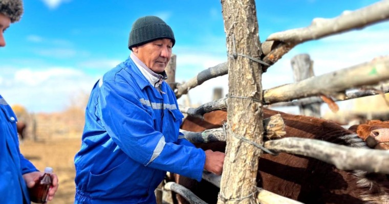 Балқаш ауданында Сібір жарасына қарсы егу науқаны жалғасуда