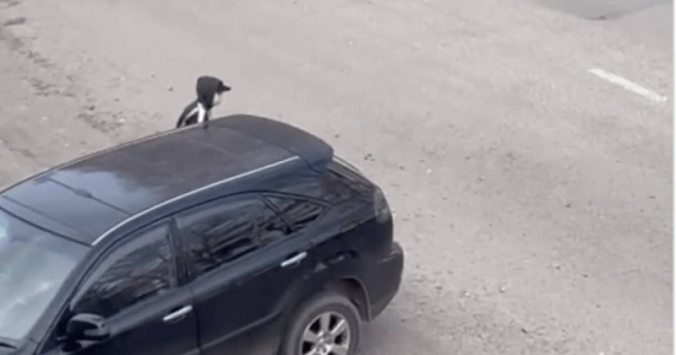 "Жүгір немесе өлесің" ойыны: ІІМ мәлімдеме жасады