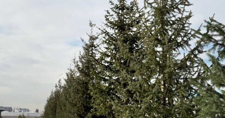 Алматы обновляет городской ландшафт: высажены крупномерные хвойные деревья