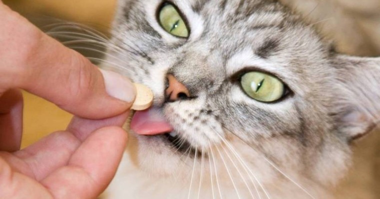 Ақтөбеде Covid-19 жұқтырғандарды ит-мыстың дәрісімен емдеп жатыр