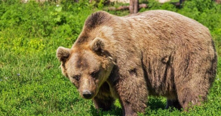 Депутат аю екен деп адамды атып тастаған