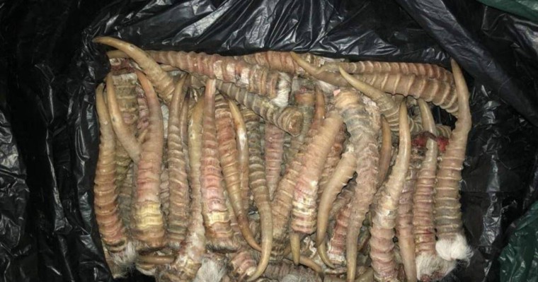 БҚО тұрғынынан киіктің мүйіздері табылғаны хабарланды