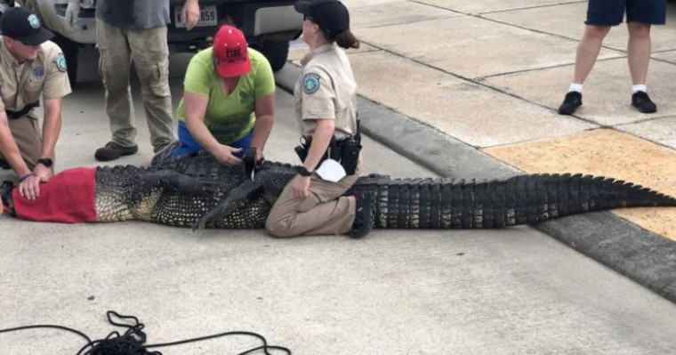 Әкесі қызын төрт метрлік қолтырауыннан құтқарды