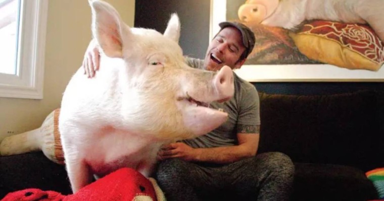 «Елімізде доңыз бизнесі дамып, шошқа тану кафедралары ашылмақ»: осы мақсатта Швейцариядан арнайы мамандар келе жатыр