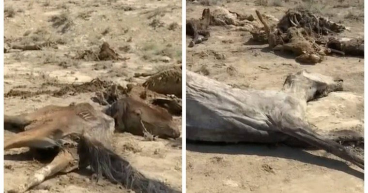 Маңғыстау облысында келесі жазға дейін мал қалмауы мүмкін