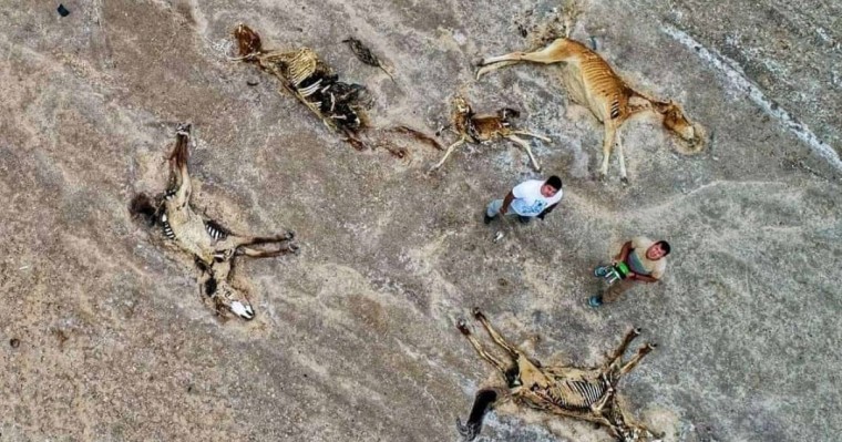 Еуроодақ қуаңшылықтан зардап шеккен қазақстандықтарға 200 мың еуро бөледі