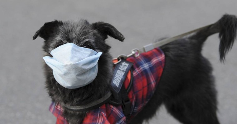 COVID-19 адамнан итке жұққан: қойға немесе сиырға жұғуы мүмкін бе