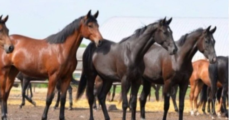 Елімізде мал басы артты