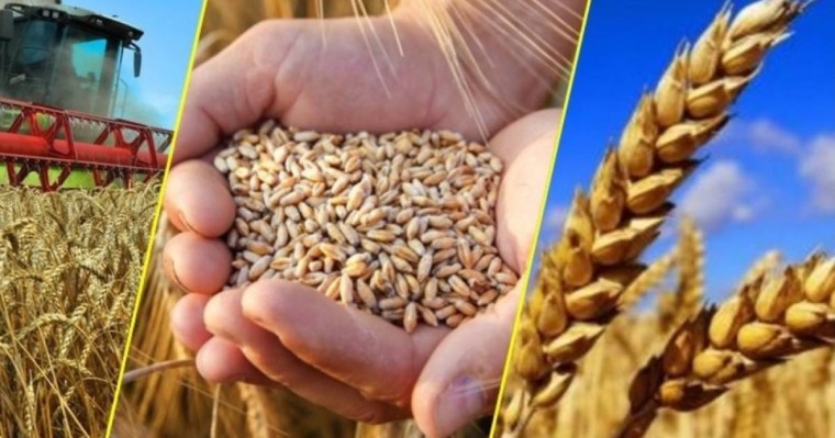 Рекордтық 580 млрд теңге егіншілерді қолдауға бағытталды