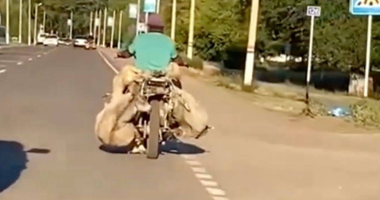Мотоциклге қой тиеген мақаншылық желі қолданушыларын таң қалдырды (видео)